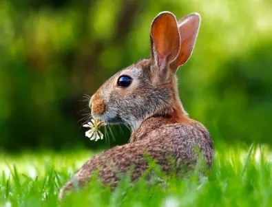 Коя е най-добрата храна за зайци - пази ги от болести
