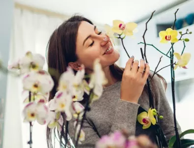 Орхидеи: Правилното поливане за здрав и красив цъфтеж