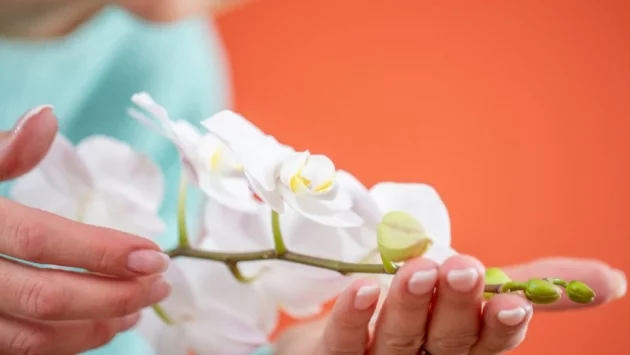 6 прости стъпки, които трябва да знаете, ако се грижите за орхидея