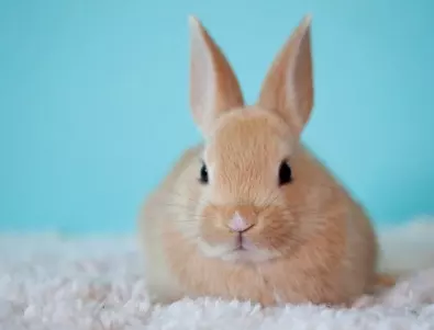 Има ли забранени храни за зайци