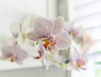 Ново откритие: Направете това и орхидеята ще цъфти цяло лято