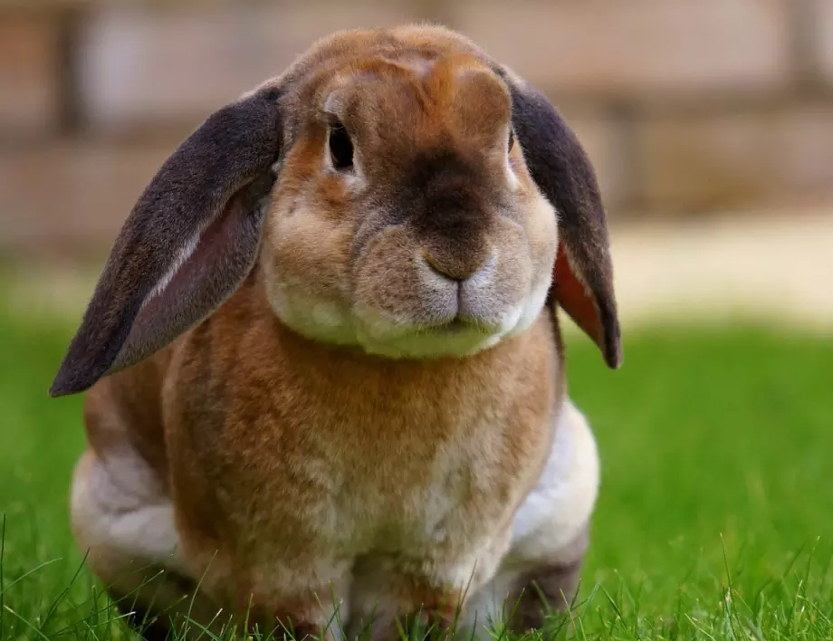 35 любопитни факта за зайчетата