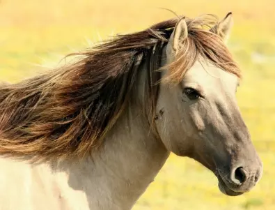 Стотици коне загиват от глад в Казахстан заради сушата (ВИДЕО)