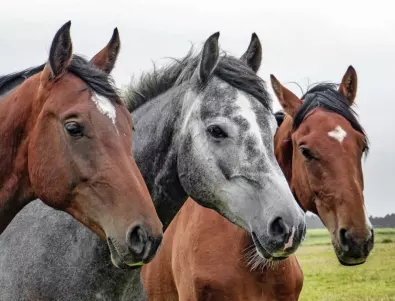 30 невероятни факта за конете