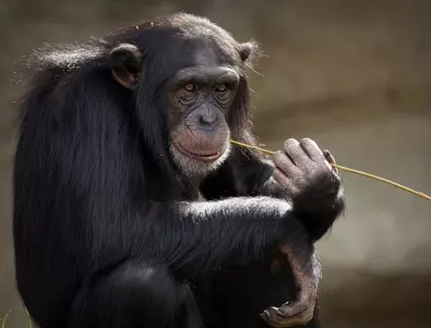 50 интересни факта за маймуните