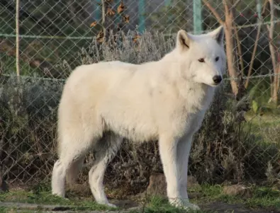 Животните в бургаския зоопарк имат храна за един месец