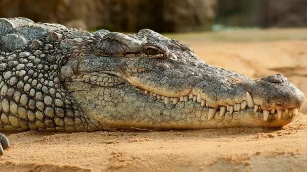 20 брутални факта за крокодилите