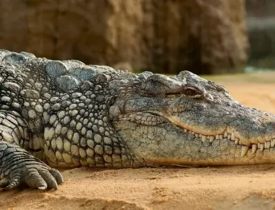 Отново е забелязан крокодил в река в Германия 