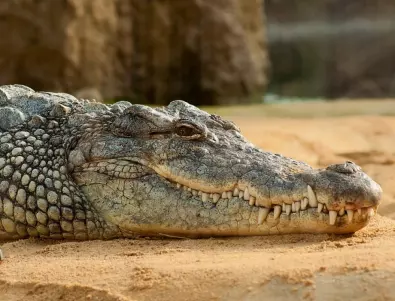 Китайци в Индонезия си сготвили крокодил, заплашва ги затвор 