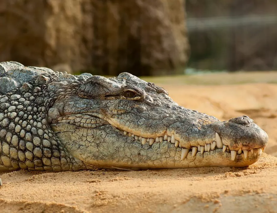 В Индия: Крокодил живя с монаси 70 г. и стана вегетарианец 