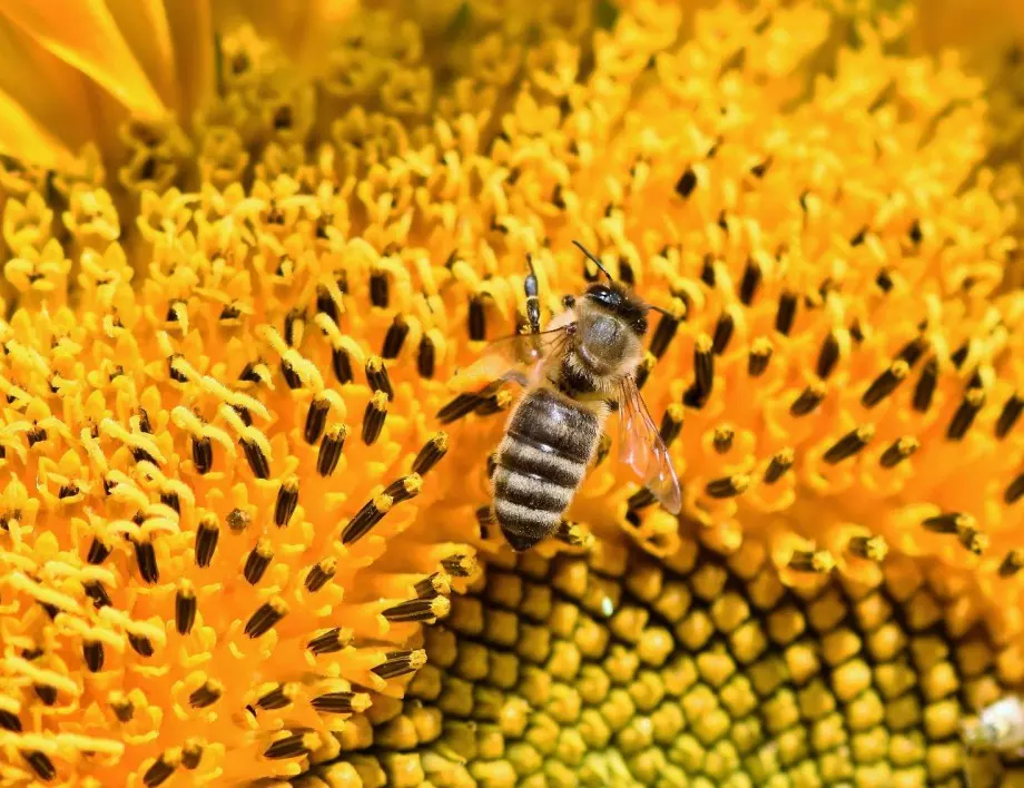 Разследват случай на умишлено унищожени пчелни семейства