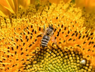 Невероятните ползи от пчелния прашец за здравето