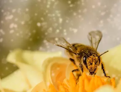 Отслабване с пчелен прашец - и още ползи от консумацията му
