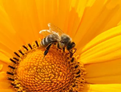 Пчелен прашец - всичко, което трябва да знаете за тази супер храна