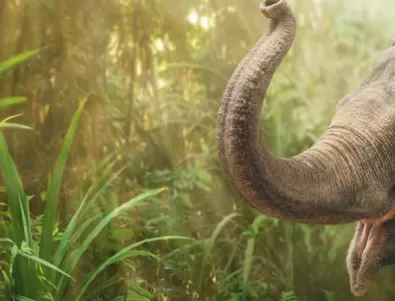 Снимкa на подпийнали слонове стана интернет сензация (ВИЖТЕ Я)