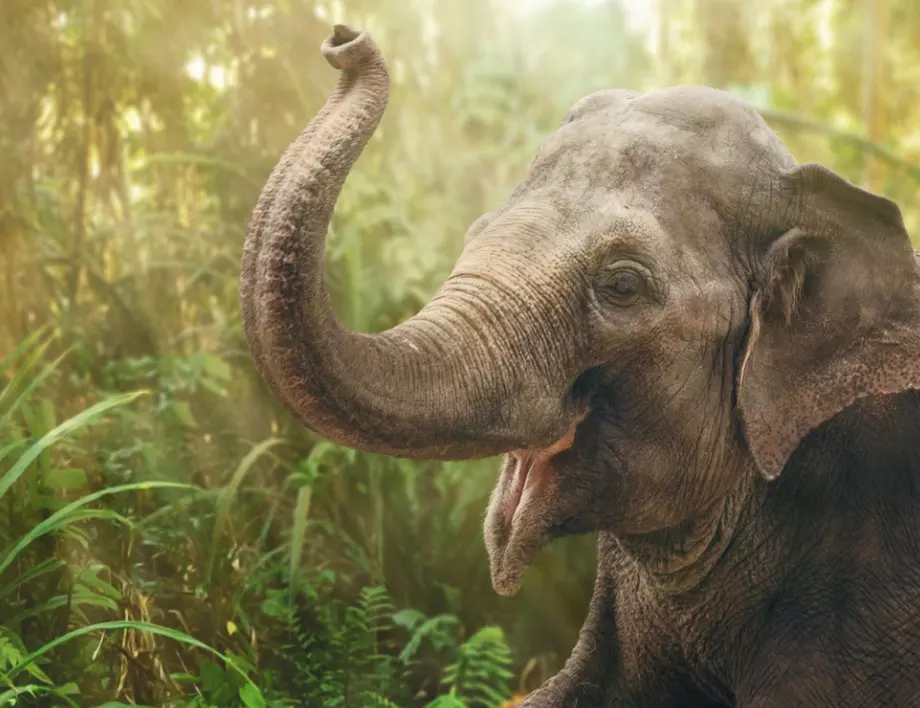 В Индия слон наказа туристка, дразнила го с банан (ВИДЕО)