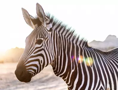 Роди се зеброид - кръстоска между зебра и магаре