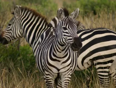 25 забавни факта за зебрите
