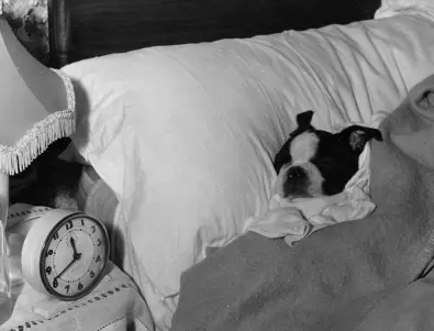 Правилно ли е да оставите кучето ви да спи в леглото ви?