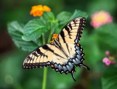 Как да поканим пеперудите в градината си?