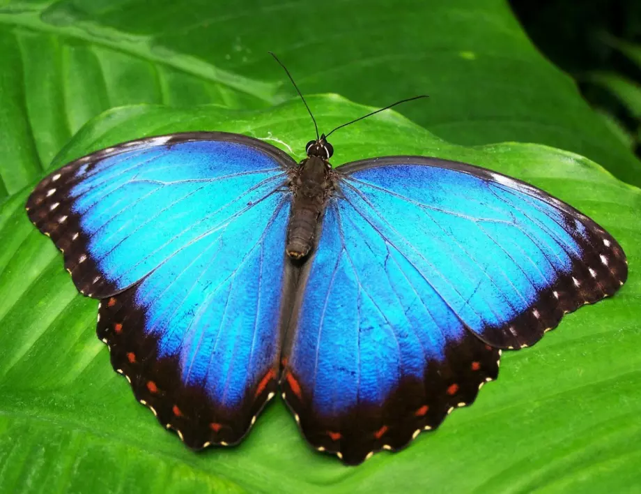 27 любопитни факта за пеперудите