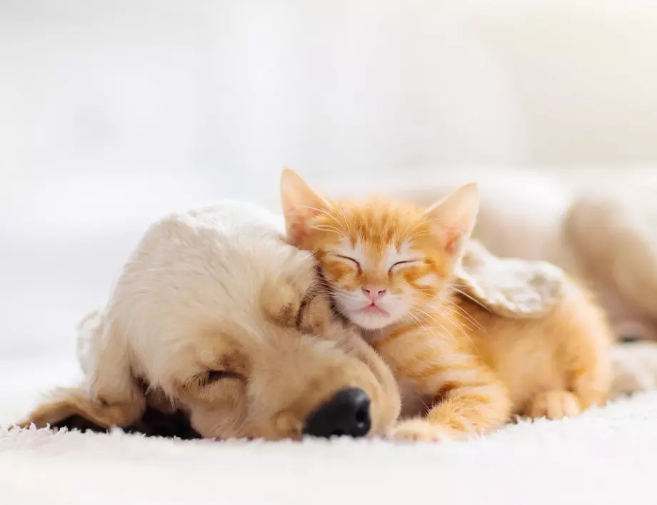 Като куче и котка: Любовта между тези зодии е трудно постижима!