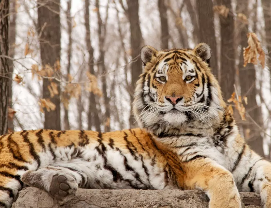 Тигър уби пазач в зоопарк в Швейцария 
