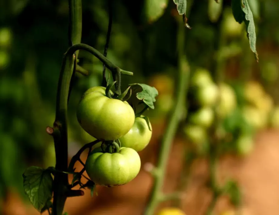 Kaкво никога не трябва да засаждаме до доматите?