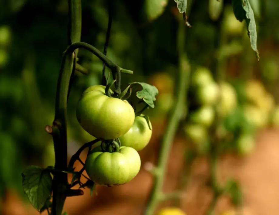 Ето как да запазите градината през големите жеги