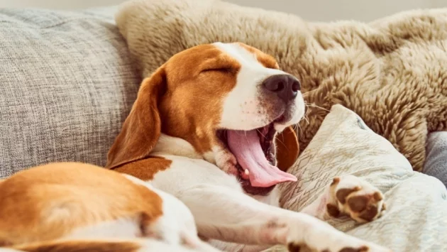 Създадоха нова формула за изчисляване на кучешките години