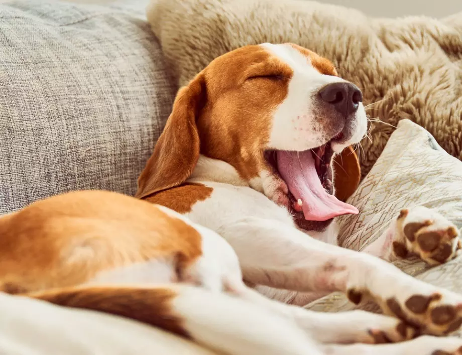 Ветеринар посочи 8 причини, поради които кучетата уринират у дома