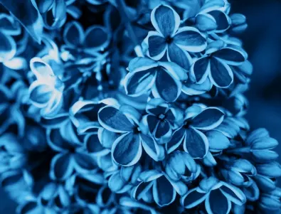 Турско синьо – научете историята на този цвят
