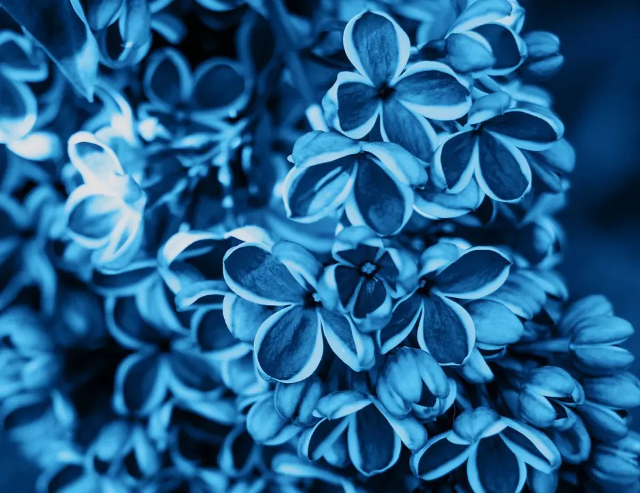 Турско синьо – научете историята на този цвят