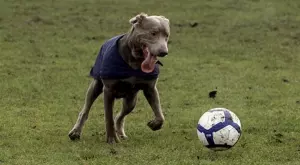 2020/04/17/0735618001587150364