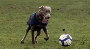 Мачовете по телевизията днес (10.07)