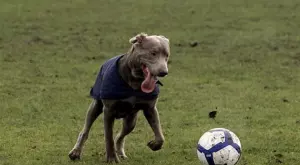 Мачовете по телевизията днес (26.07)