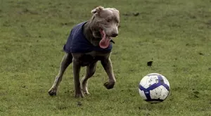 2020/04/17/0735618001587150364