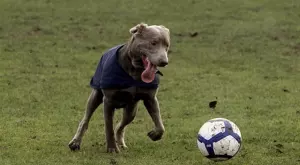 Мачовете по телевизията днес (09.08)