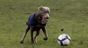 Мачовете по телевизията днес (19.09)