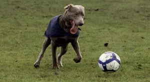 Мачовете по телевизията днес (27.09)