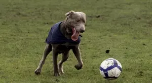 2020/04/17/0735618001587150364