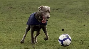 Мачовете по телевизията днес (06.12)