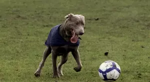 Мачовете по телевизията днес (21.01)