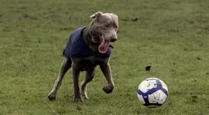 3 неочаквани футболни събития, които можем да видим в края на сезона