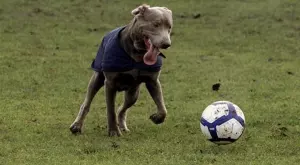 2020/04/17/0735618001587150364