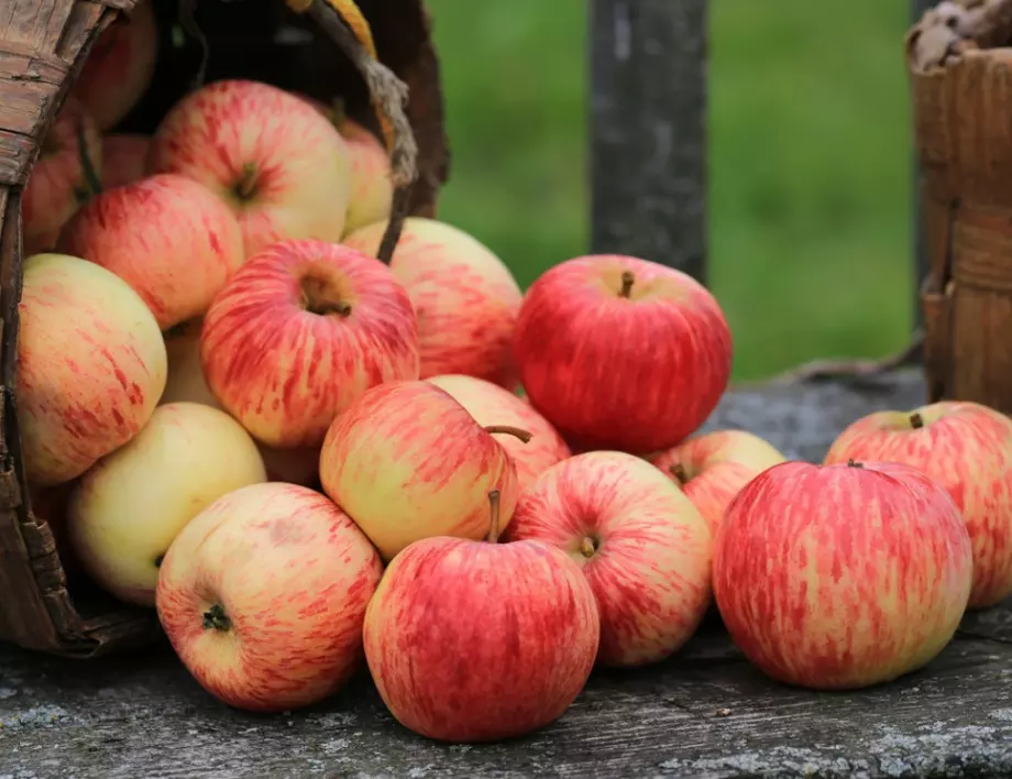Как да берем и да съхраняваме правилно ябълките