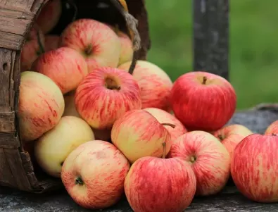 Първото торене на ябълката през пролетта - ето какво правят опитните градинари