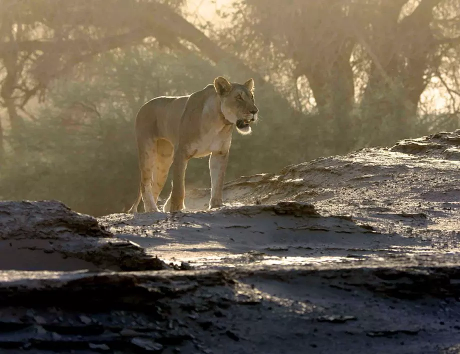 Величествената Африка по Viasat Nature, Речни чудовища с Джерeми Уейд по Viasat Explore   