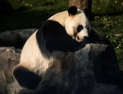 Канада връща панди на Китай
