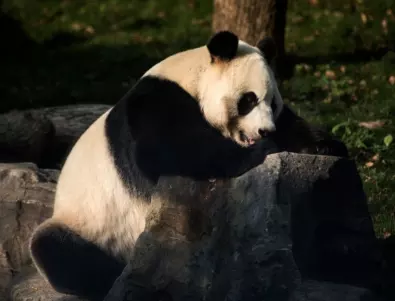 Кадри с първата панда албинос в света завладяха социалните мрежи (СНИМКИ)